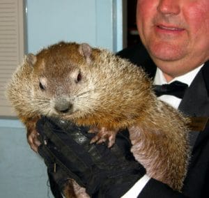 Fat Groundhog punxsutawney phil