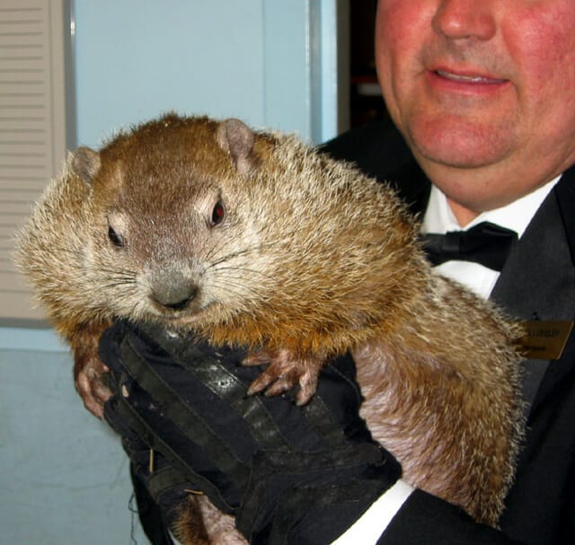 Fat Groundhog punxsutawney phil