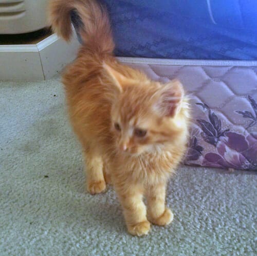 Cute orange kitten