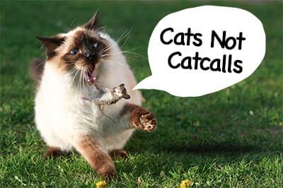 cats not catcalls