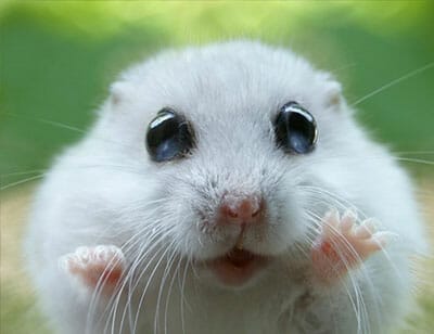 Why didn't you tell me you wanted free hamster porn???